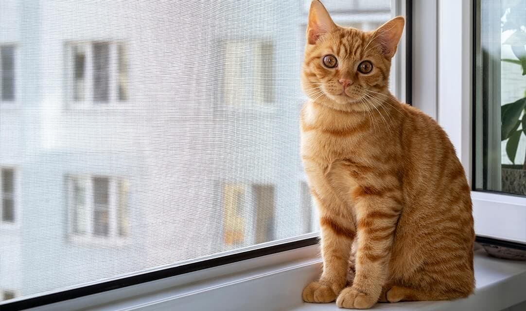 Moustiquaires pour propriétaires d'animaux